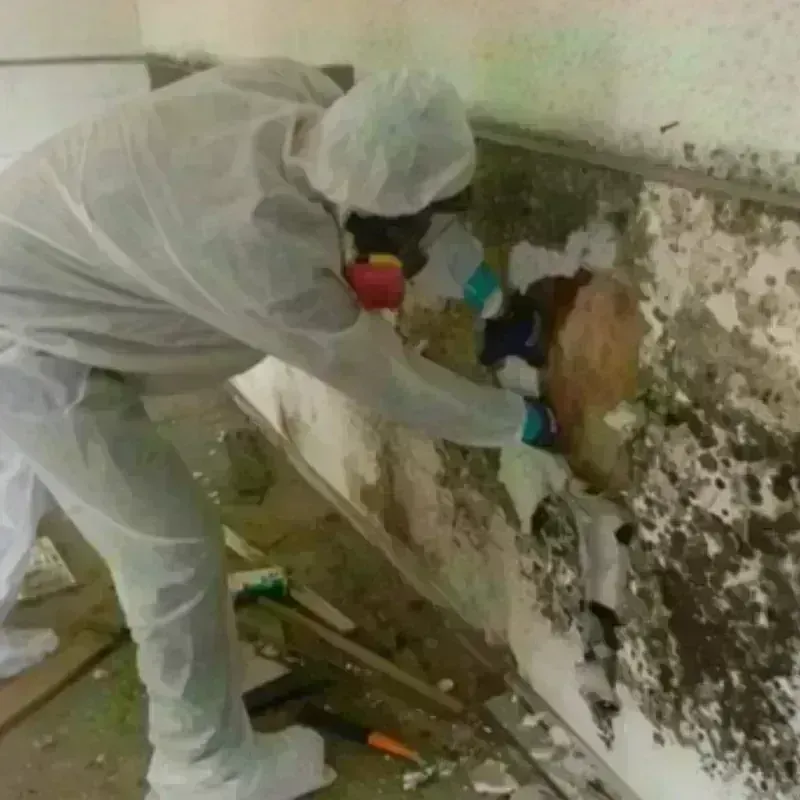 Mold Remediation and Removal in Goliad County, TX